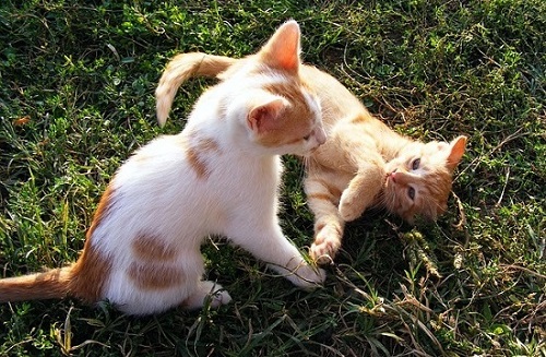 chats qui jouent ensemble